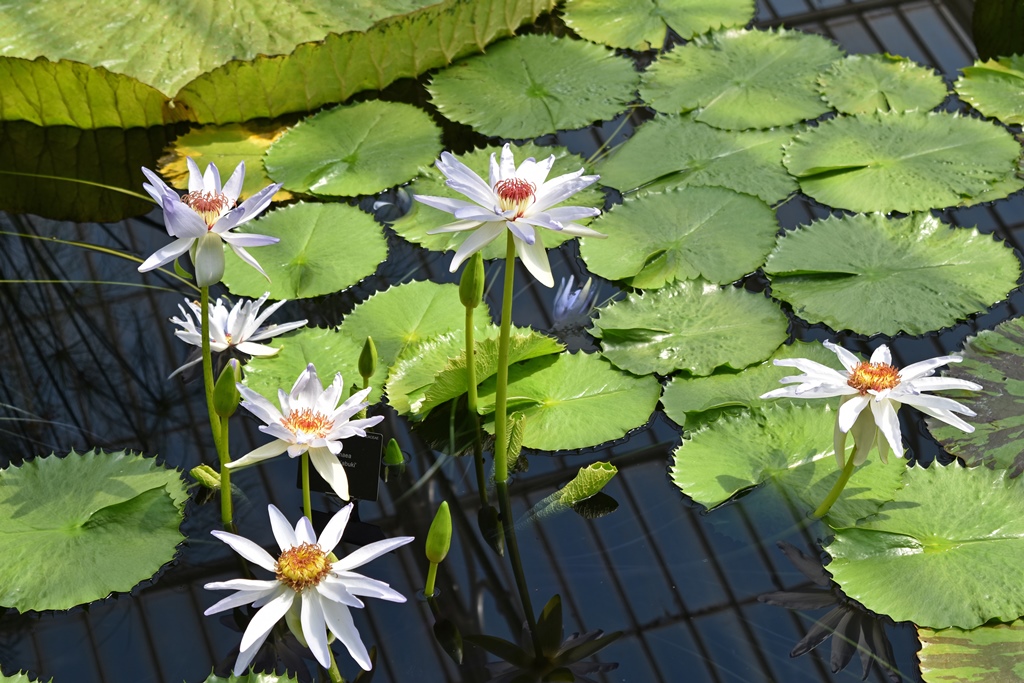 Lilypads and Waterlilies